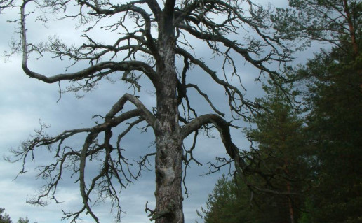 7_Varėnos miškų urėdijos Marcinkonių g-jos (127 kv., 29 skl.).jpg